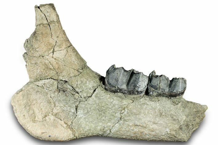 Fossil Titanothere (Megacerops) Jaw - South Dakota #300004